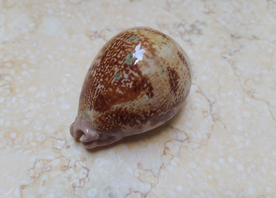 F Cypraea rosea mappa singularis rare red sea shell natural glossy F+++ 69.8mm - Image 2 of 4