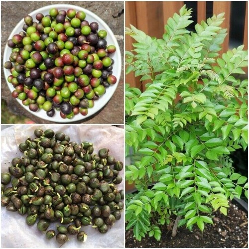 20+ Curry Leaves Seeds, Murraya koenigii Planting Seeds, Dried seeds Ceylon Blom