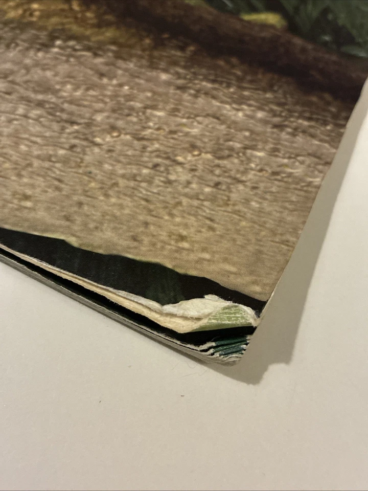 Can You Find It in a Rain Forest - Paperback By Dee Phillips - VERY GOOD - Image 3 of 4