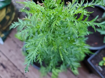 asplenium plant Asplenium Nidus  Adplants
