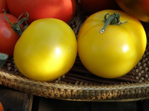 144 VEGETABLE TOMATO LEMON BOY PLUS Live Plants Plugs Garden Planters AV
