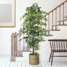 ARTIFICIAL FICUS TREE 6 Ft Indoor Plant in Handwoven Rattan Basket