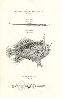 Fisch gefunden im Atlantischen Sargasso-Unkraut   Pfeifen- & Krötenfisch   Sounding Machine 1832