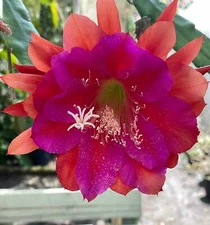 Epiphyllum Hybrid 'Appeal' Fully-Rooted Starter Pot -