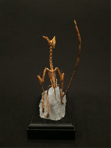 1/10 Modelo Esqueleto Pterosaurio Dinosaurio Animal Decoración Juguetes de Coleccionista - Imagen 6 de 10