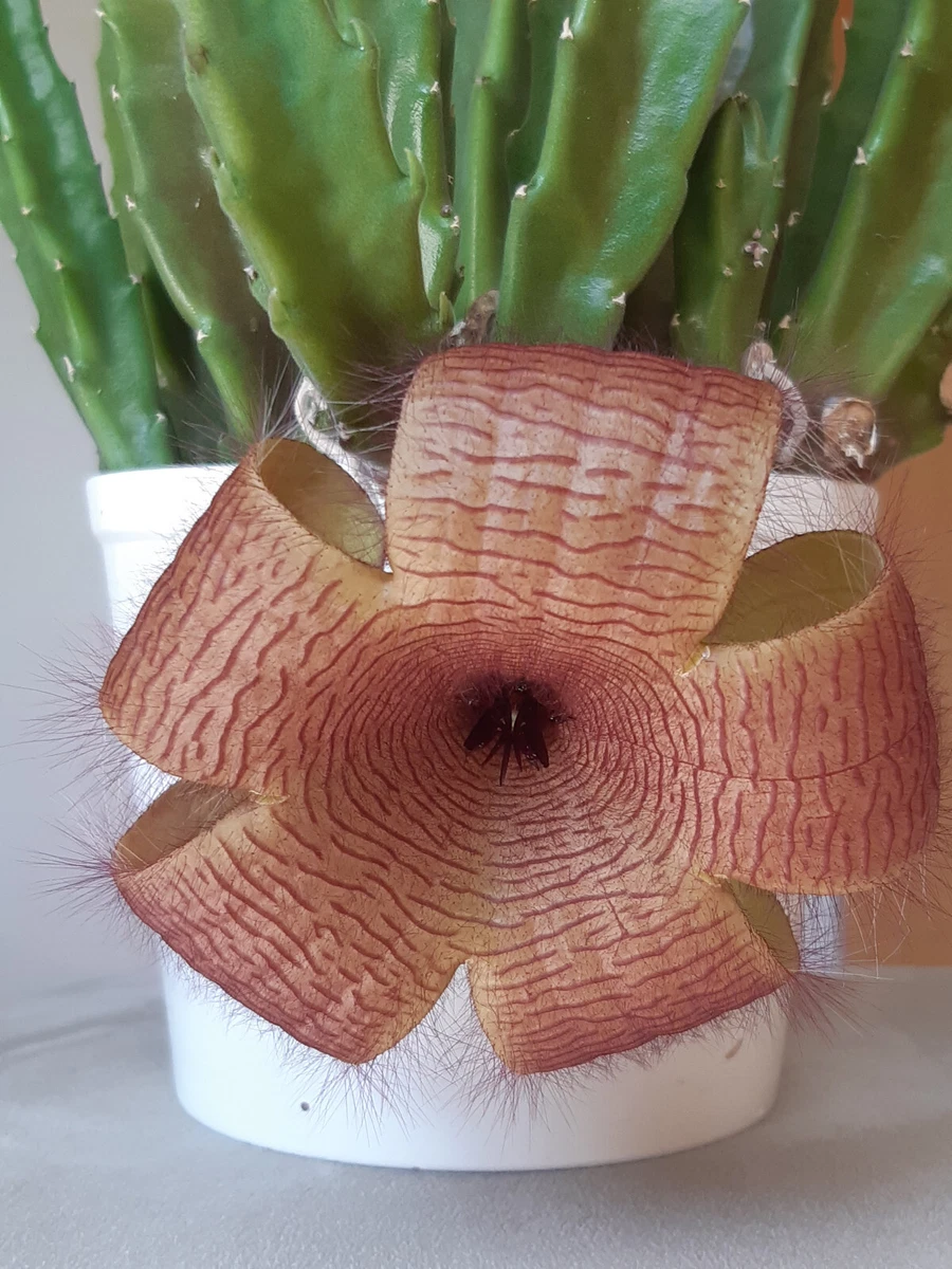 Stapelia Kakteen- & Sukkulenten-Pflanzen online kaufen | eBay.de