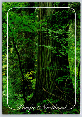Pacific Northwest Forests Cascade Mountain Range Olympic Mountains Postcard
