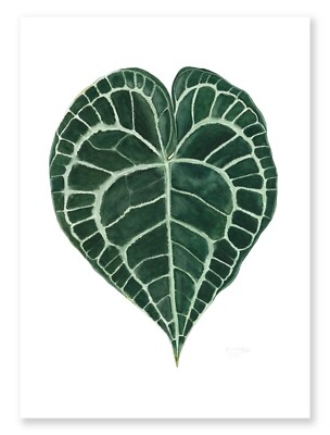 Anthurium Clarinervium Fine Art Giclée-Druck (A2-Format), ungerahmt