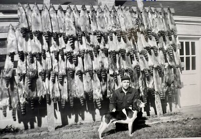 ORIGINAL 1950s PHOTO MAN HUNTING DOG RACCOONS PELTS HANGING 5 X 3.5  H
