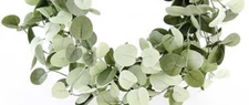 New Dusty Sage Green SILVER DOLLAR EUCALYPTUS GARLAND Swag Vine 6 ft. Long