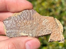 Texas Cretaceous Turtle Shell Fossil Dinosaur Bones Reptile D’Hannis Clay Pit