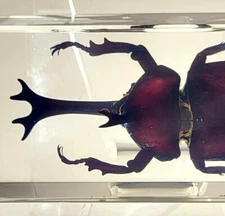 4.3" Real Japanese Rhinoceros Beetle in Clear Resin Science Education Specimen