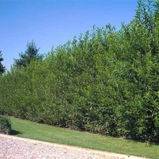 Aussie Willow Trees for Planting - Popular Fast Growing Privacy Tree or Wind and