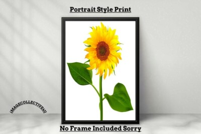 SONNENBLUME A4 DRUCK BILD POSTER WANDBILD WOHNDEKO UNGERAHMT GESCHENK NEU SPASS