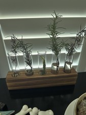 Plant Propagation Station Wooden Stand 5 Glass Test Tube Vase Desk Decor New USA