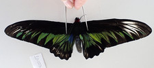 PA003. Insects, butterflies: T. brookiana. GYNANDROMORPH.Malaysia. Very rare!!!!