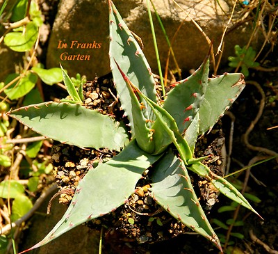 agave variegata americana Agave Americana Variegata main image 1
