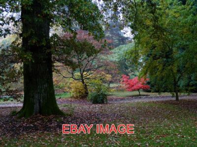 PHOTO  RED LEAVES IN THE RAIN BATSFORD ARBORETUM (4) 2009