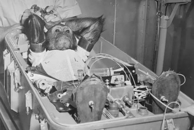 Schinken Space Schimpanse erreicht Apfelbelohnung nach Weltraummission 1961 4x6 Foto