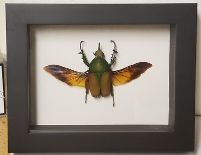 Real framed Giant Flower Beetle(Mecynorhina Torquata Ugandensis)  76.09 mm