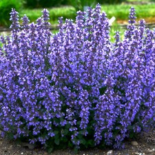 Nepeta Cats Pajamas Catmint Hardy Blue Flowering Outdoor Border Perennial