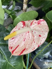 Anthurium Shibori, Exact Plant * Bare Root * Rare Tropical