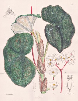 Begonia Venosa Brasil Blume Botanik flower botany lithograph Curtis 7657