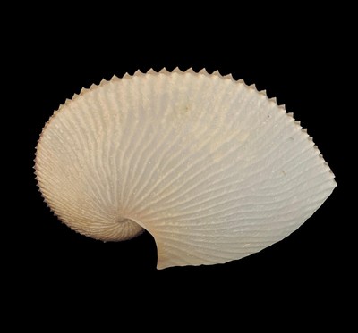 Argonauta Argo Shell