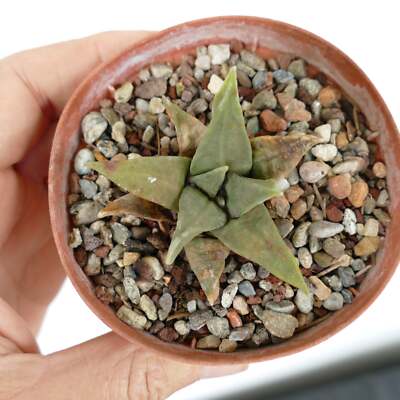 Ariocarpus trigonus MPS6 -