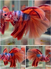 Male Betta Live Fish - Koi Nemo Galaxy Halfmoon - JJ30 - High Quality A++