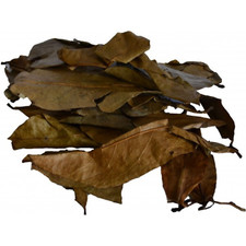  DHL BULK SIZE Dried Soursop Leave 100 Organic Natural Pure Guanabana Graviola