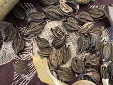 Damaged Bats Head Root, Protection, Dispelling Unwanted Company, Banishing