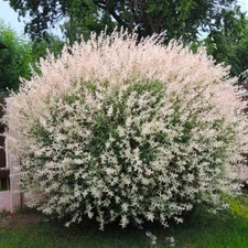 Dappled Willow Tree  Stunnning Tricolor Leafs (3-4 feet Tall, Bare Root) Nishiki