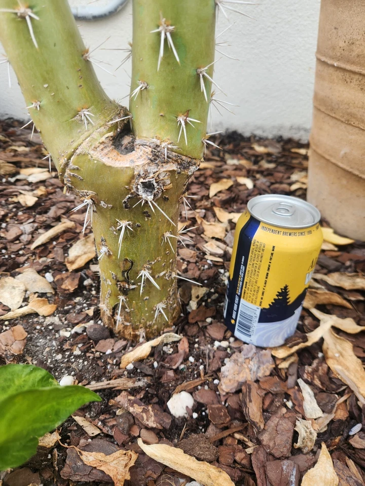 5x GIANT Pereskiopsis. 5" Cuttings. Grows 15 '+ And Thicker than Soda Can. HUGE - Image 3 of 4