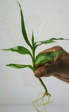 Dracaena sanderiana (Lucky Bamboo Plant) - One Bare Rooted Stem Cutting