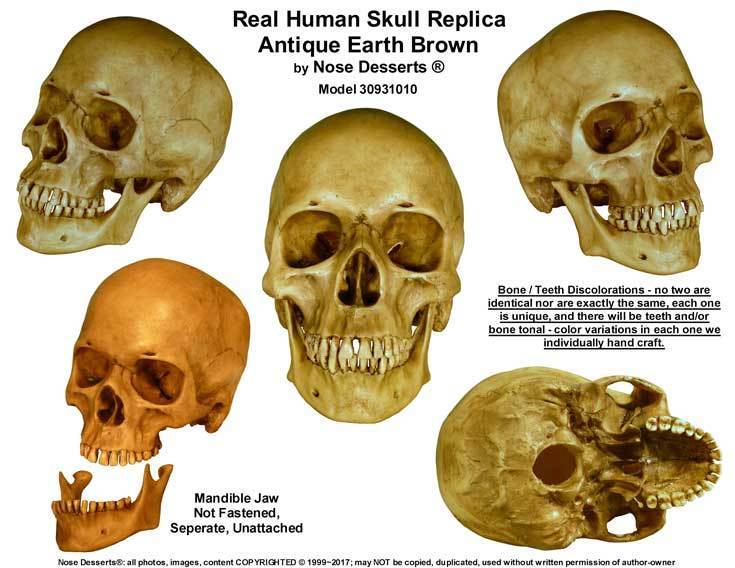 Authentic Human Skull-Life Size Replica Aged Relic -Earth Authentic Human Skull-Life Size Replica Aged Relic -Earth