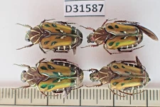 D31587. Insects, Beetles. Cetoniidae sp. Vietnam Central