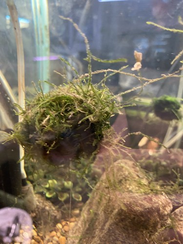 Large: 6 Floating Java Moss Balls Live Aquarium Plant Decoration ...