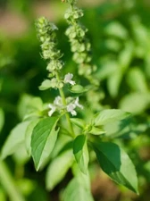 RARE✿ Heirloom Lemon Basil 50+ Seeds ●Strong Citrusy Scent