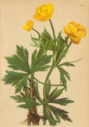FLEURS ALPENFLORA ALPINES : Trollius europaeus L-Trollfleur ; imprimé antique 1897 - Photo 1/1
