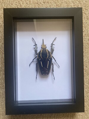 Dried insect specimens (Mecynorrhina Torquata Ugandensis)