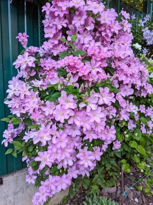 Waldrebe 'Comtesse de Bouchaud' | Clematis hybride 'Comtesse de Bouchaud'