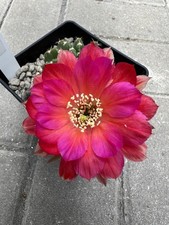 Trichocereus-Echinopsis-Lobivia BS 2020-7517 REX 014