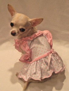 bebe dog clothes