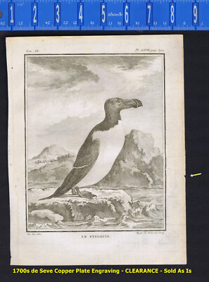 Le Pingouin; The Razor Bill - Penguin -1780  de Seve/Buffon CLEARANCE