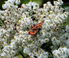 PEARLY EVERLASTING SUMMER SNOW Anaphalis Triplinervis - 50 Seeds