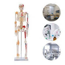 34 Inch Human Skeleton Model Half Life Size Freestanding Human Skeleton Model
