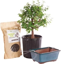 Brussel's Bonsai Live Dwarf Jade Bonsai Tree Kit - Medium Indoor Dwarf Jade Tree