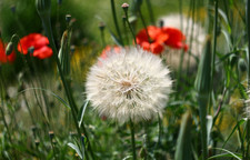 Helios 44-2 58mm f/2 Vintage Lens M42 Mount Swirly Bokeh Manual Focus for Sony E