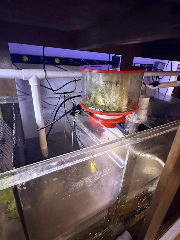 Visual Reference: 240 Gallon Acrylic Saltwater Reef Aquarium Complete Setup